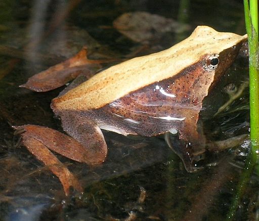 Darwin's frog