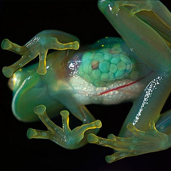 Glass frog